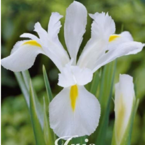 Ирис Холандика бял - Iris Hollandica white