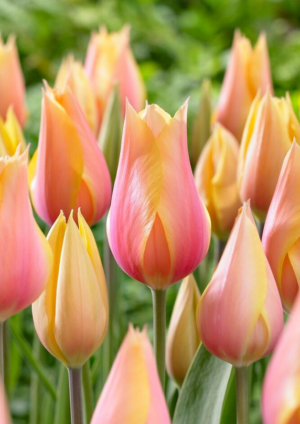 Лале Срамежливата лейди много висок късно цъфтящ сорт - Tulip Blushing lady