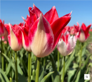 Лале Ягодов десерт в бяло и розово - Tulip Strawberry Romanoff