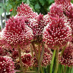 Алиум ароматен в красив бордо цвят Червеният мохикан - Allium red Mohican