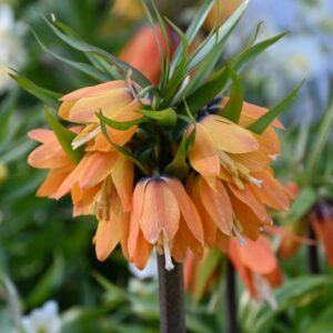 Фритилария Красавица с преливащи прасковено жълти цветове - Fritillaria Paradise beauty