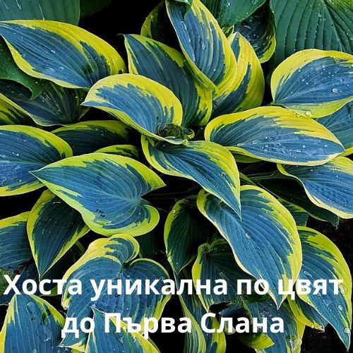 Фритилария тигрово шахматна саморазмножаваща се за сянка - Fritillaria meleagris