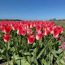 Лале елегантно Ягодов десерт в бяло и розово - Tulip Strawberry Romanoff