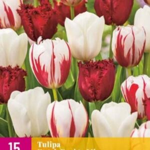 Лале бели и червени лалета по Холандски дизайн - Tulip Dutch design mix