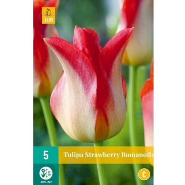 Лале Ягодов десерт в бяло и розово - Tulip Strawberry Romanoff