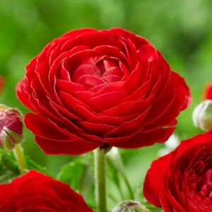 Ранункулус многогодишен червен с едроразмерни луковици - Ranunculus red