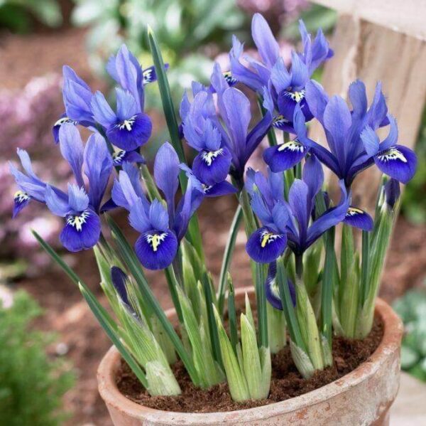 Ирис нисък за алпинеуми сапфирено син - Iris reticulata Pixie