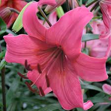 Многогодишен розов лилиум не изчезващ през годините - Lilium asiatic pink