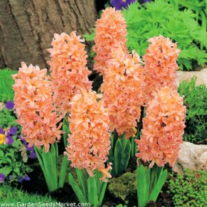 Ароматен оранжев зюмбюл Циганска кралица - Hyacinthus Gipsy Queen