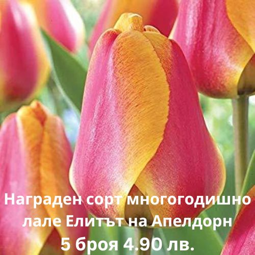 Фритилария тигрово шахматна саморазмножаваща се за сянка - Fritillaria meleagris