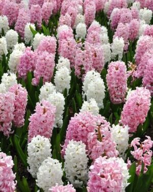 Зюмбюл бяло и розово смес - Hyacinthus pink and white mix