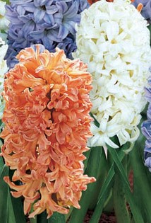 Зюмбюл оранжево и бяло смес - Hyacinthus orange and white mix