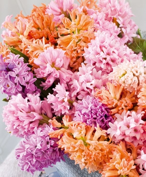 Зюмбюл оранжево и розово смес - Hyacinthus pink and orange mix