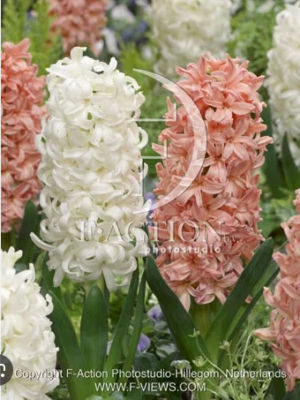 Зюмбюл оранжево и бяло смес - Hyacinthus orange and white mix