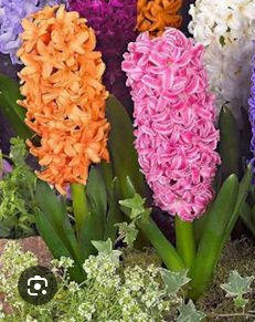 Зюмбюл оранжево и розово смес - Hyacinthus pink and orange mix