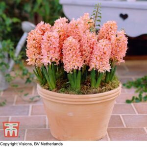 Ароматен оранжев зюмбюл Циганска кралица - Hyacinthus Gipsy Queen