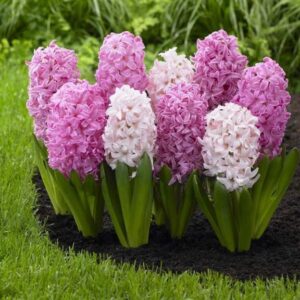 Зюмбюл бяло и розово смес - Hyacinthus pink and white mix