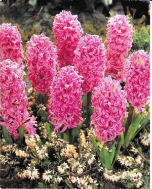 Ароматен зюмбюл Розовата перла - Hyacinthus Pink pearl